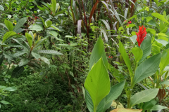 backyard-red-canna