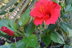 chinese-hibiscus