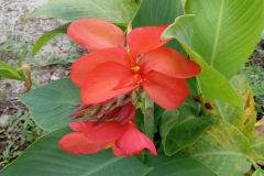 pink-canna