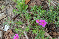 purslane