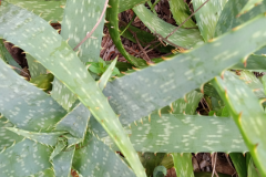 tiger-aloe