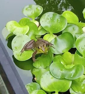 Cuban Tree Frog Sitting on Water Hyacinth
