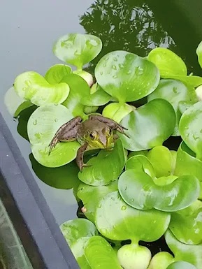 Cuban Tree Frog Sitting on Water Hyacinth