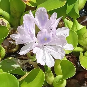 Water Hyacinth Flowers