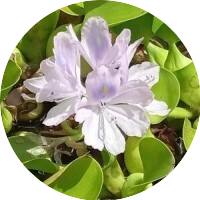 Yellowed Water Hyacinth