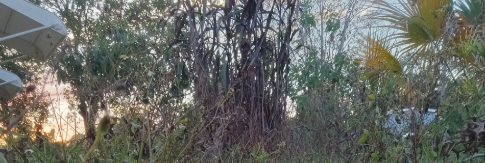 many edible plants growing together