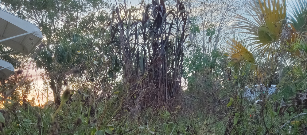 many edible plants growing together